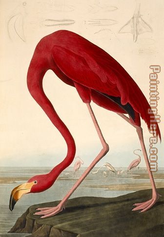 American Flamingo painting - John James Audubon American Flamingo art painting